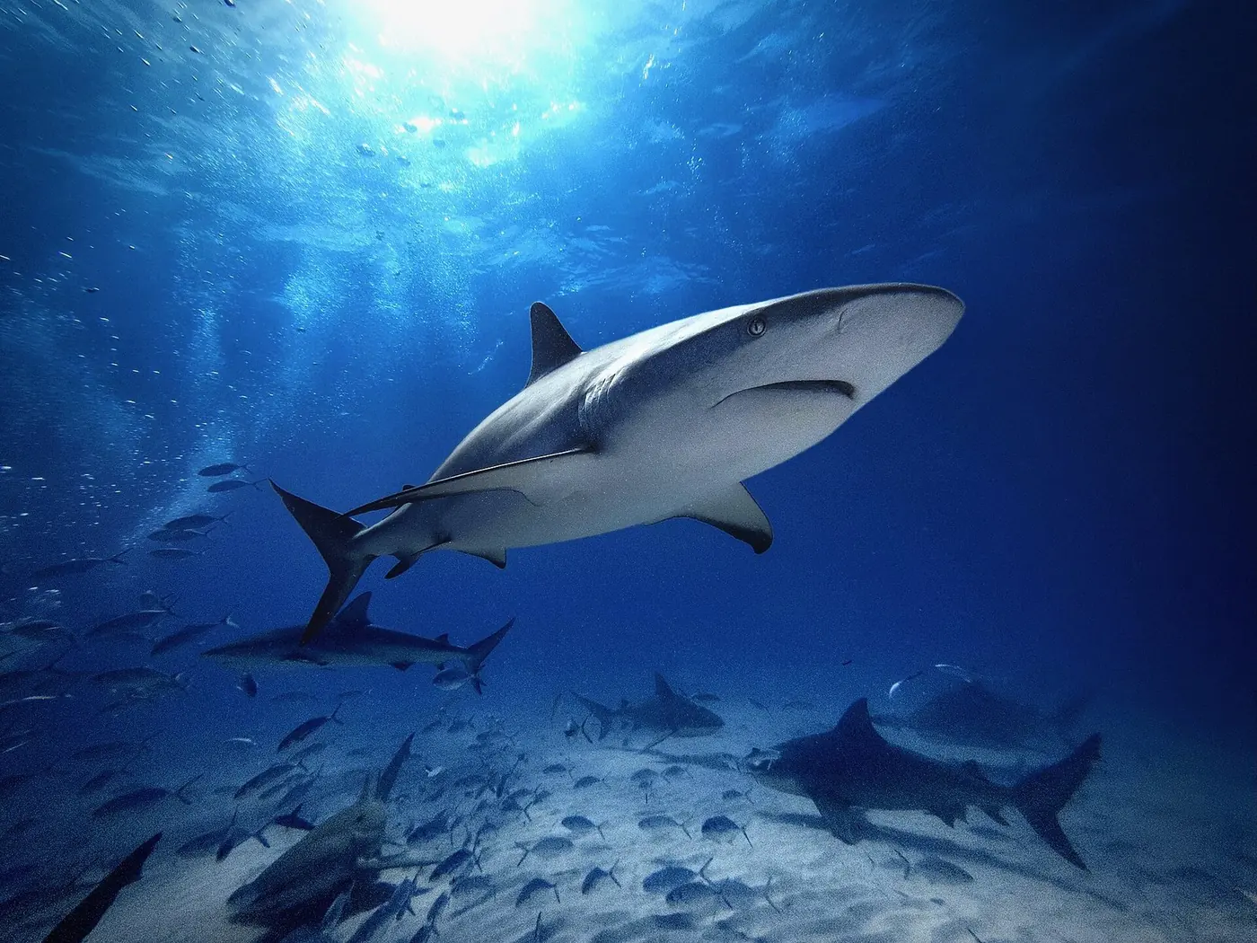 Shark Diving: Where to Dive With Sharks, Cage or Cageless, and What It Really Costs
