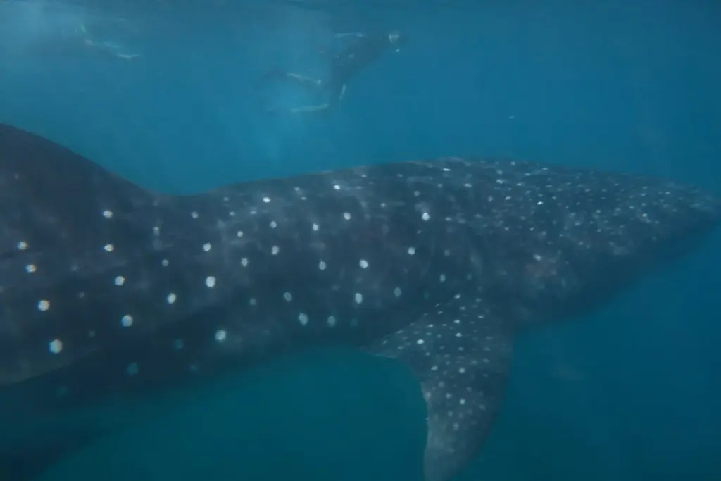 Snorkelers at the surface above a large spotted whale shark swimming in blue-green water at Ningaloo Reef