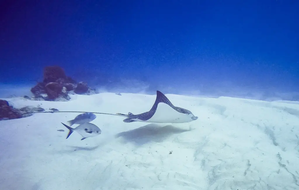 Spotted eagle ray gliding low over white sand in Cozumel with a small fish swimming alongside