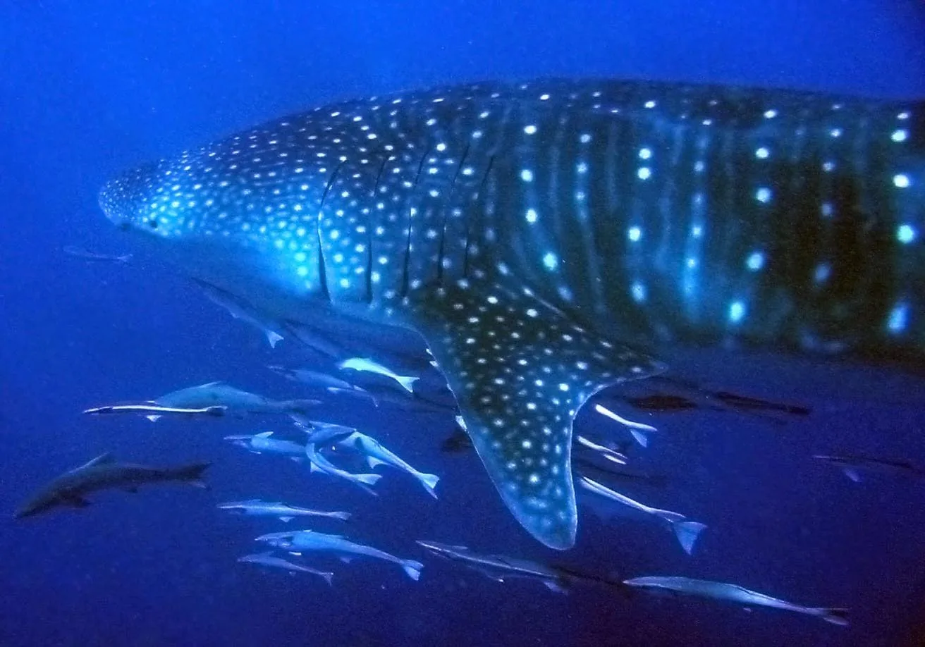 Swim With Whale Sharks, Mantas and Whales: Where and When to Meet the Ocean’s Giants
