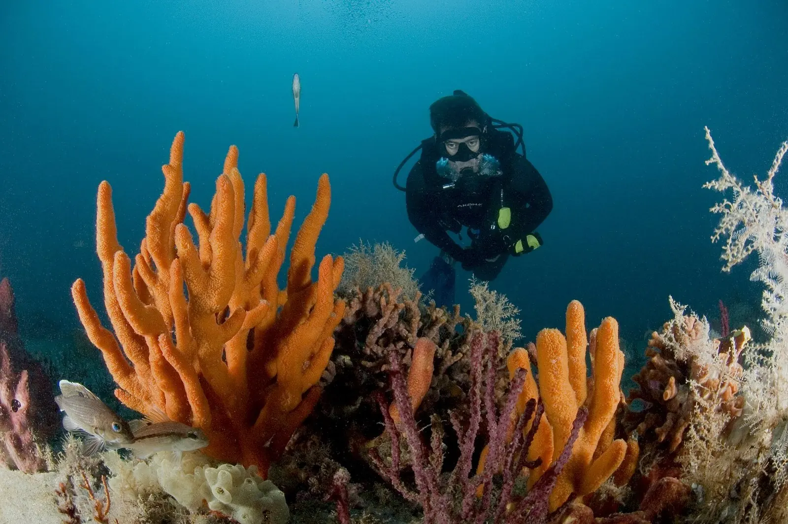 Underwater Photography for Divers: Cameras, Settings and Tips for Your Dive Trip