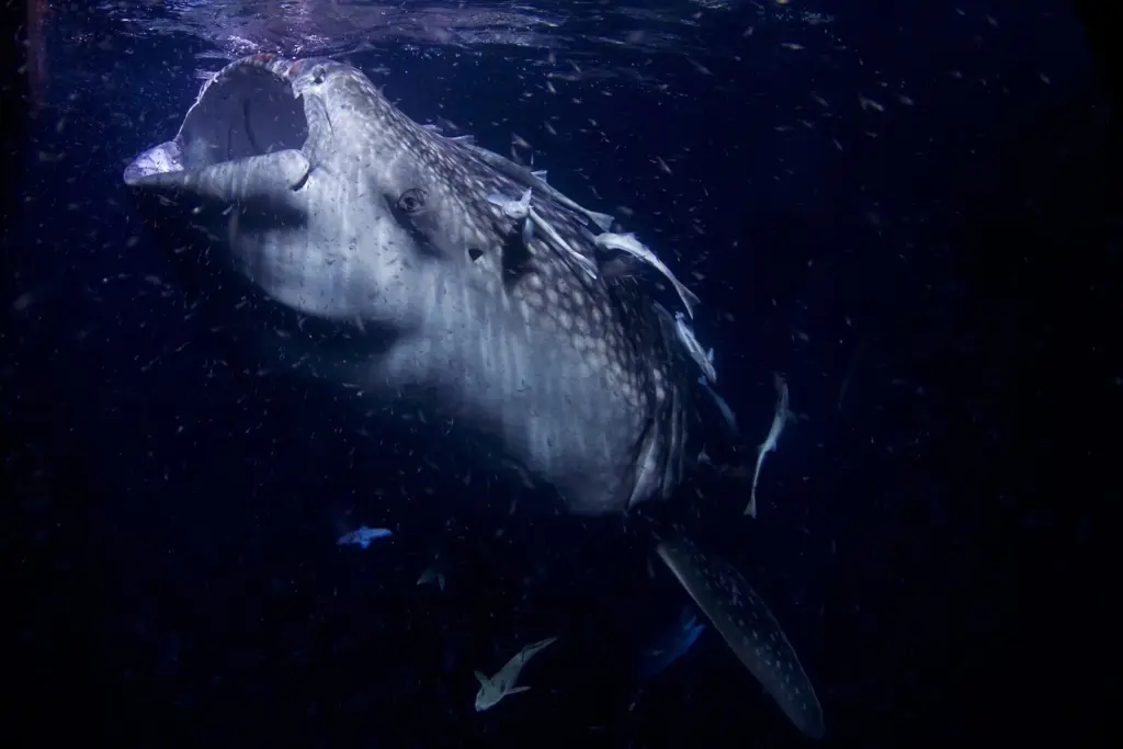 Whale shark with its mouth wide open filter-feeding on plankton at night