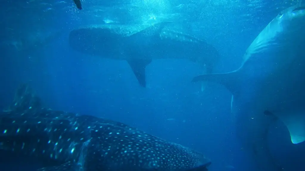 Several whale sharks crowded together near the surface at the Oslob provisioning site in Cebu, Philippines
