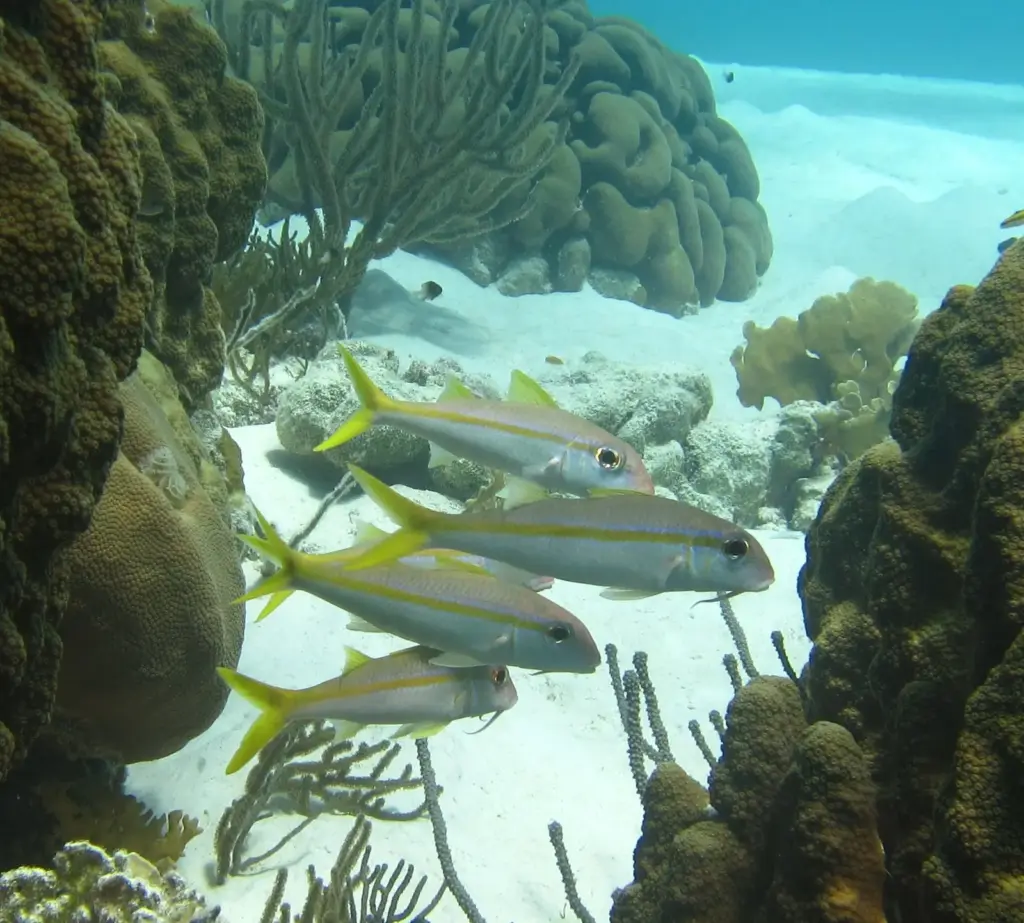 Group of yellow goatfish swimming over white sand between coral heads off Klein Bonaire