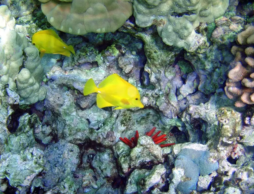 Yellow tangs swimming over lobe coral and red pencil urchins on a shallow reef at Kona