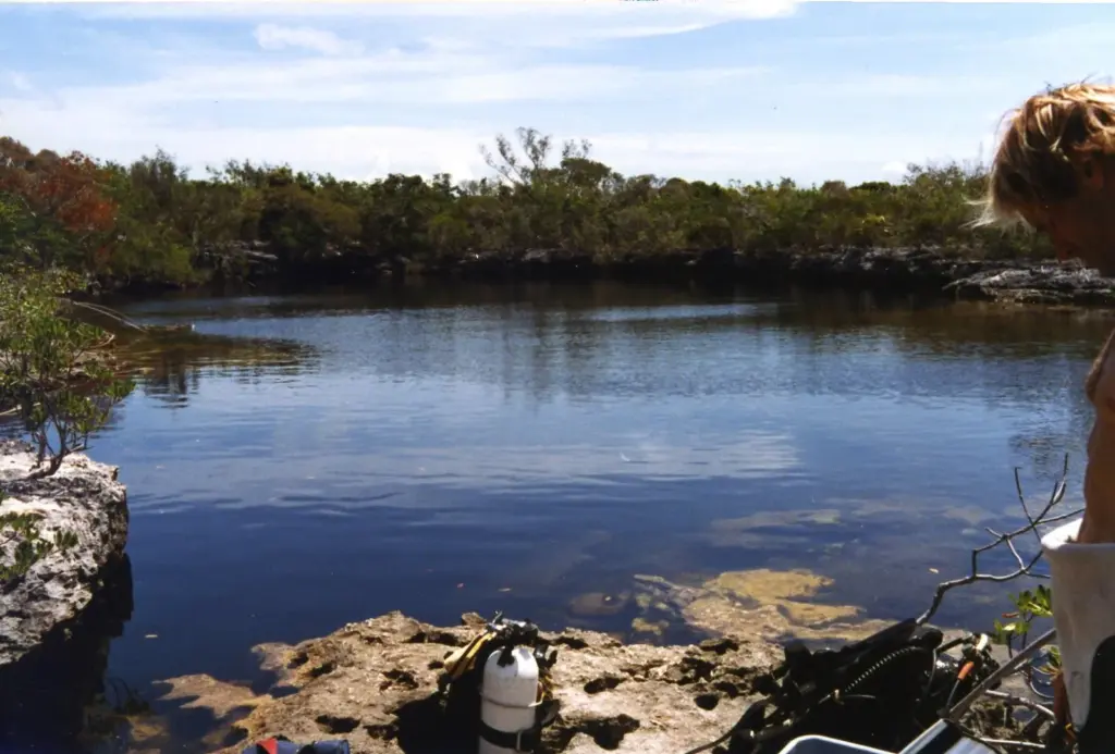Dark, still water of an inland blue hole surrounded by limestone rock and scrub on Andros, Bahamas
