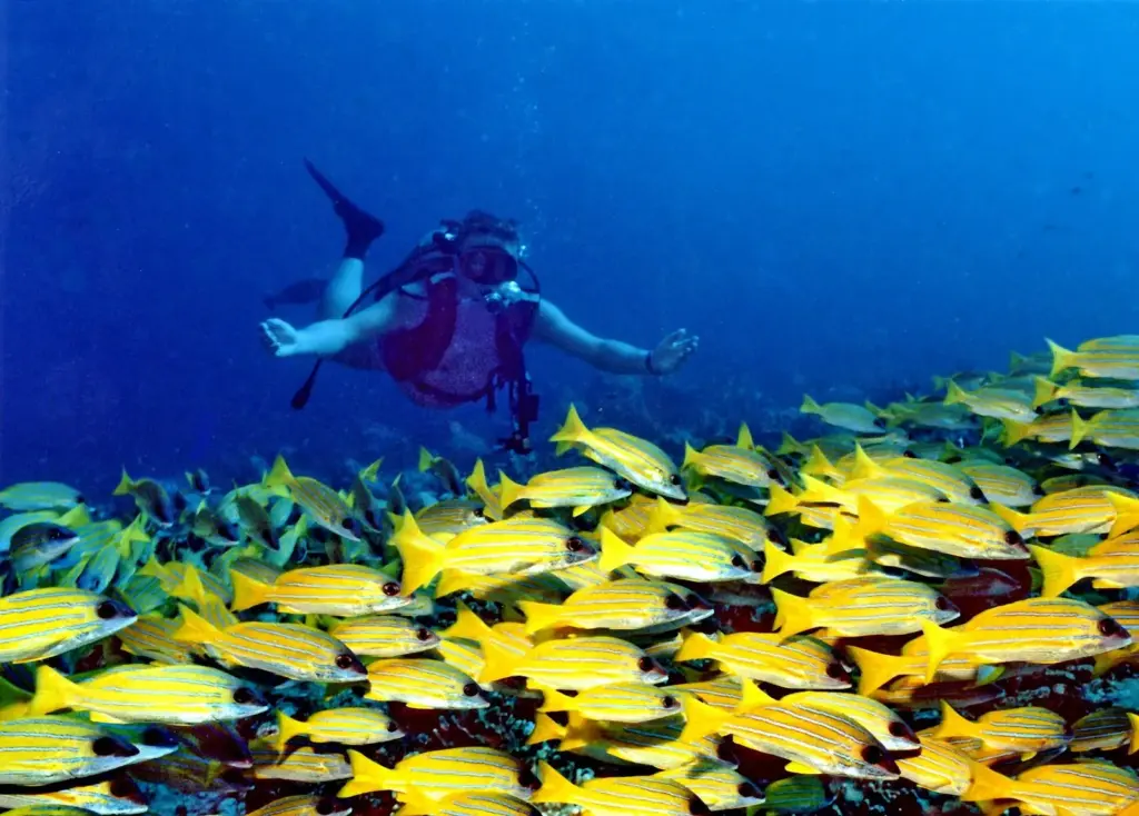 Diver swimming above a dense school of yellow, blue-striped snappers on Banana Reef, Maldives