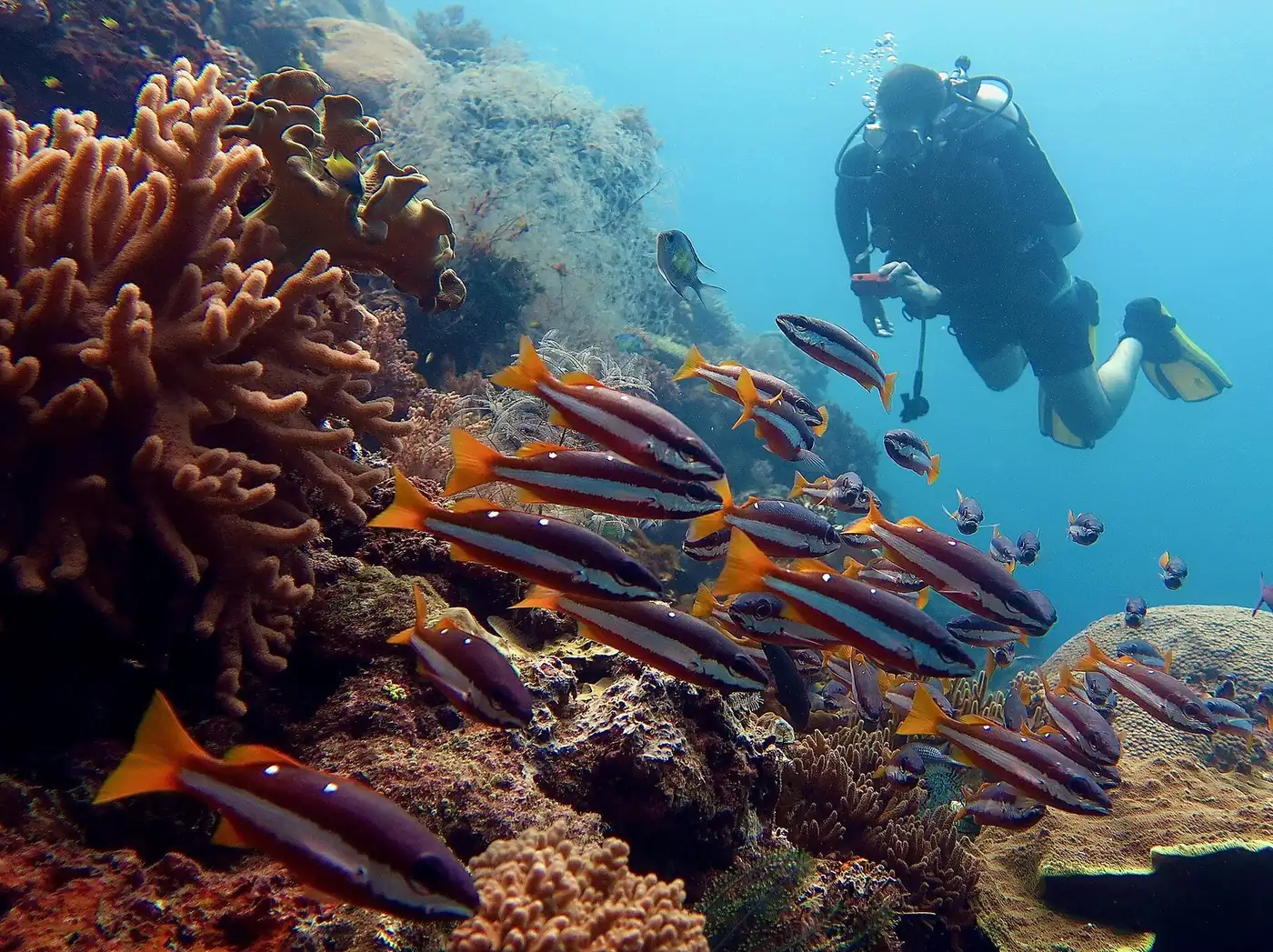 Best Places to Scuba Dive in the World: 30 Destinations Ranked for US Divers