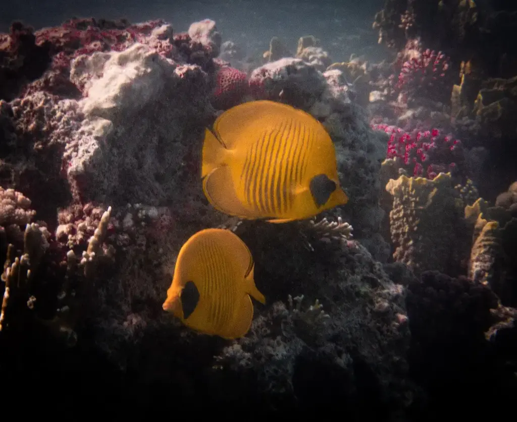 Pair of bright yellow bluecheek butterflyfish beside coral at Elphinstone Reef, Egypt
