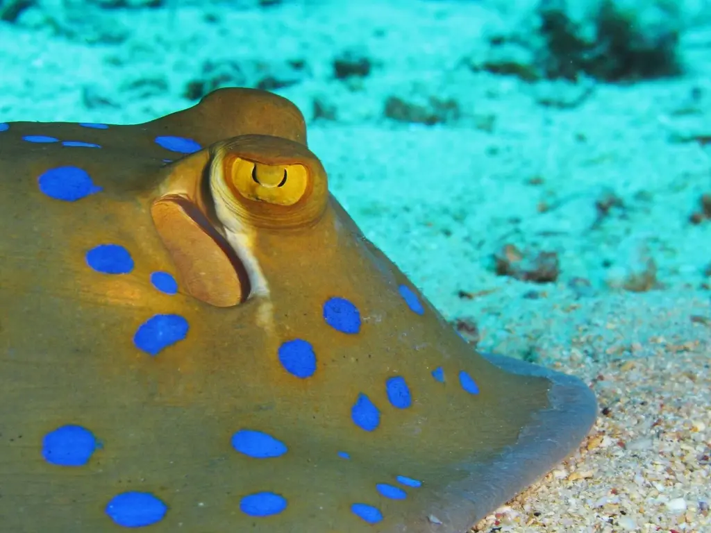 Bluespotted ribbontail ray resting on sand beside the Giannis D wreck in the Red Sea