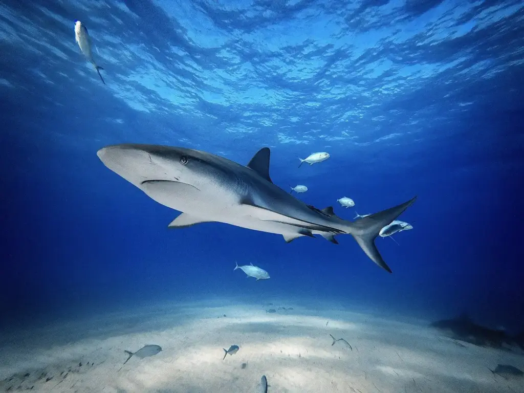 Caribbean reef shark swimming low over white sand at Tiger Beach, Bahamas