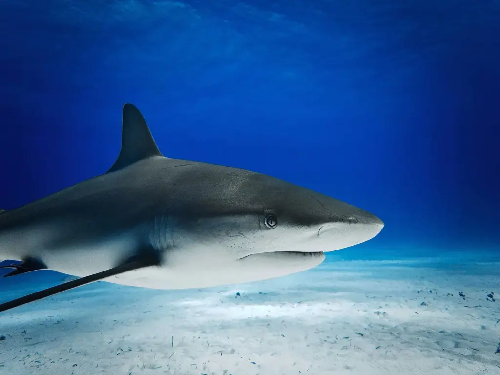 Caribbean reef shark swimming close over sand in blue water at Tiger Beach, Bahamas