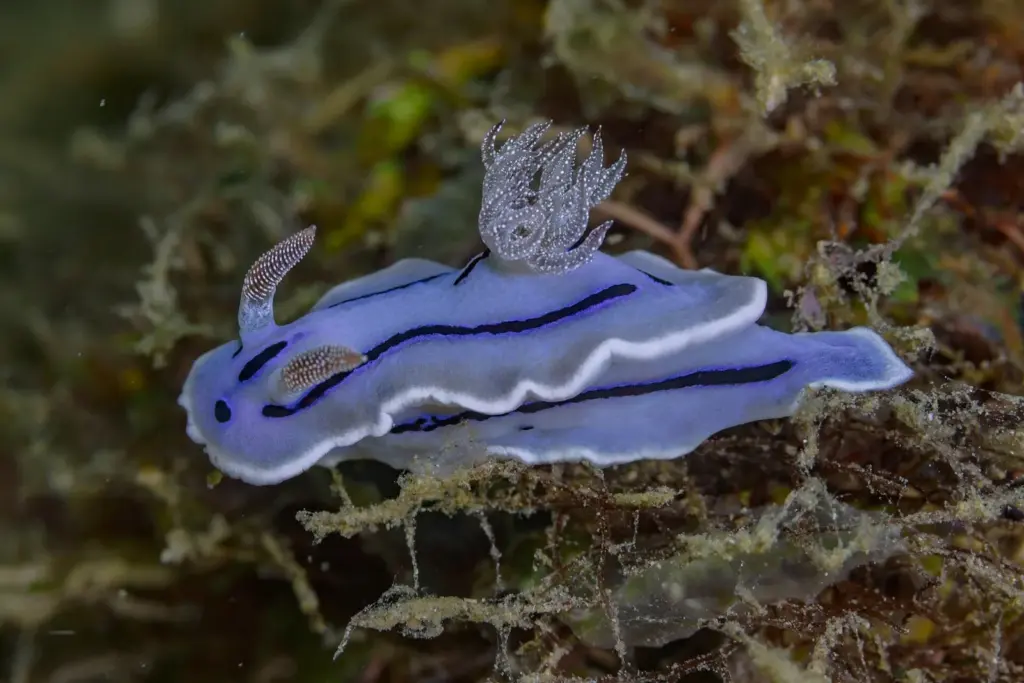 Blue and white Chromodoris willani nudibranch crawling over algae in Anilao, Philippines