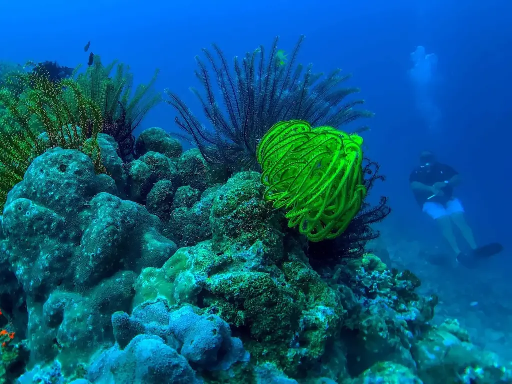 Scuba diver swimming past corals and a bright green feather star in the Dauin Marine Sanctuary, Philippines