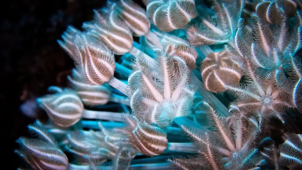 Pink and white Dendronephthya soft coral polyps on Elphinstone Reef in the Egyptian Red Sea