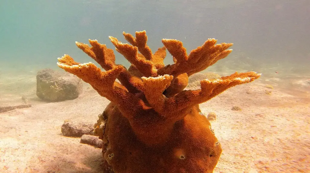 Elkhorn coral growing on sand on the house reef in front of Buddy Dive Resort, Bonaire