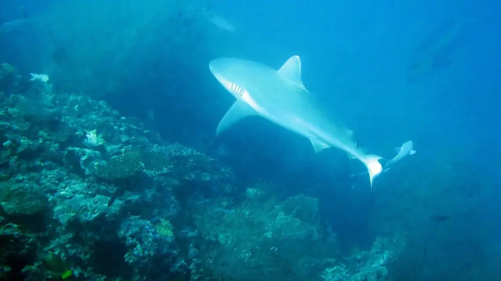 Grey reef shark swimming along a coral slope in blue water in the Maldives