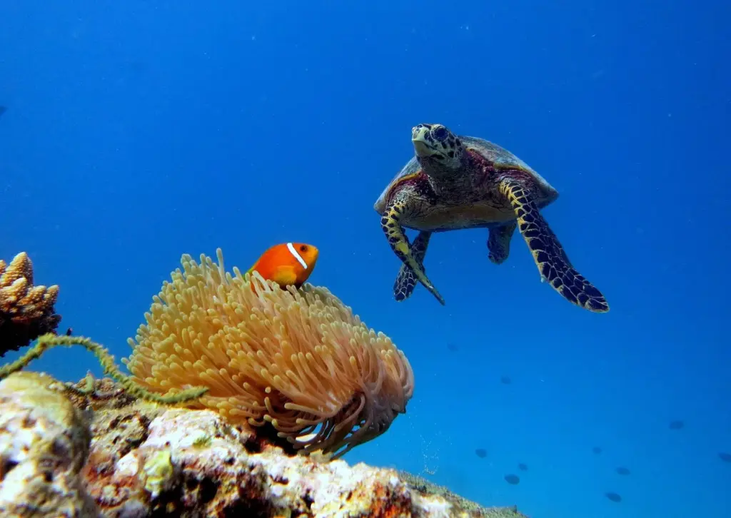 Hawksbill turtle swimming beside a magnificent sea anemone with a Maldives clownfish, Baa Atoll
