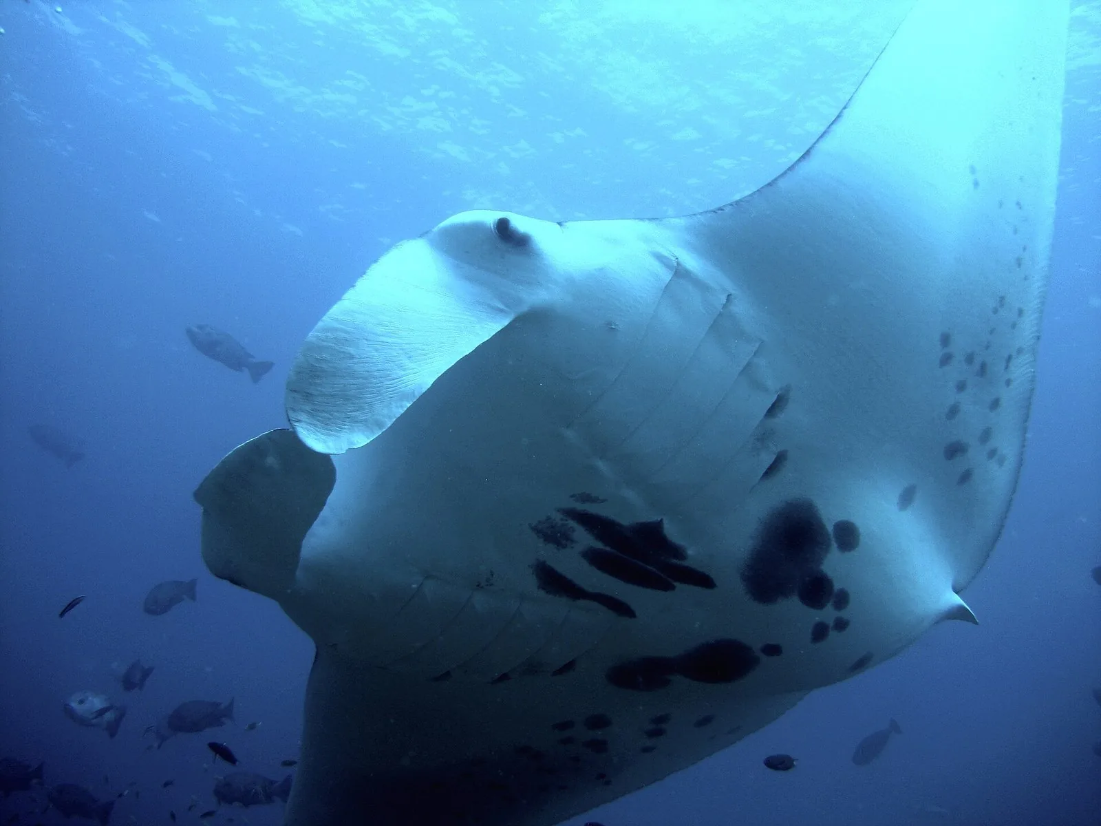 Maldives Diving: Atolls, Seasons, Liveaboards vs Resorts and Big-Animal Encounters