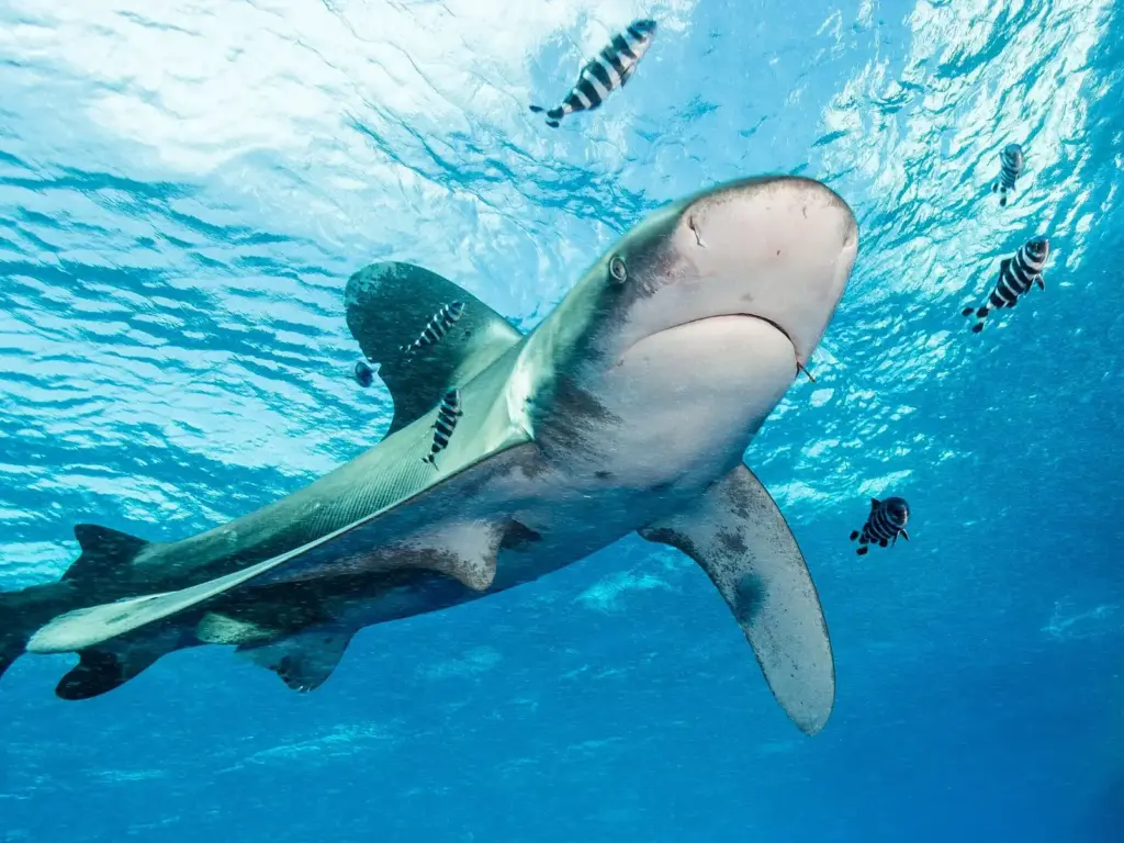 Oceanic whitetip shark with pilot fish swimming near the surface at Elphinstone Reef in the Red Sea