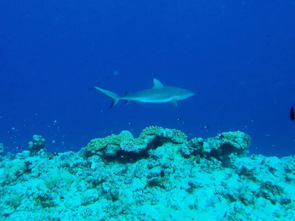 Reef shark swimming above the reef at Blue Corner, Palau