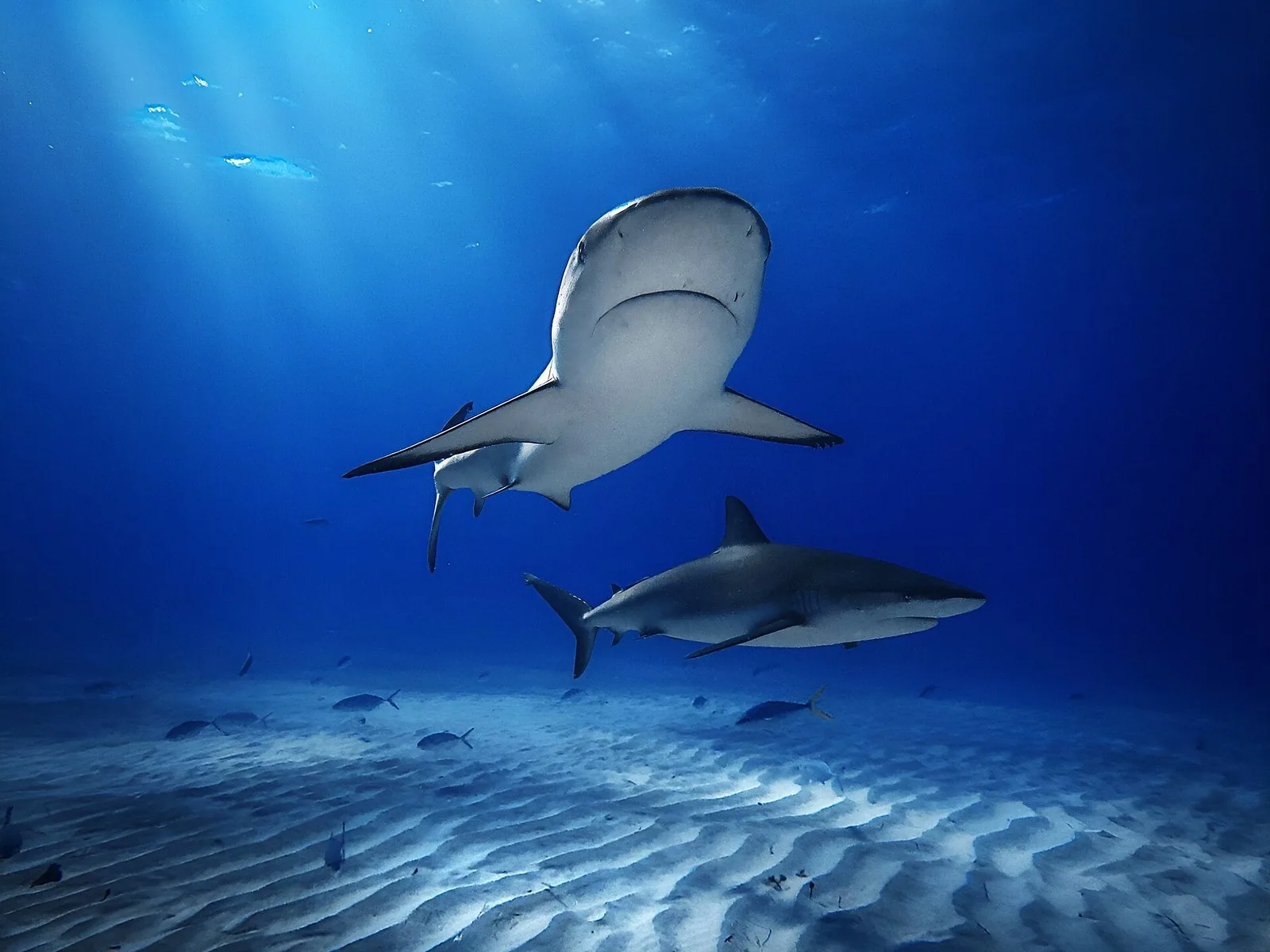 Scuba Diving in the Bahamas: Sharks, Blue Holes, Walls and an Island-by-Island Guide