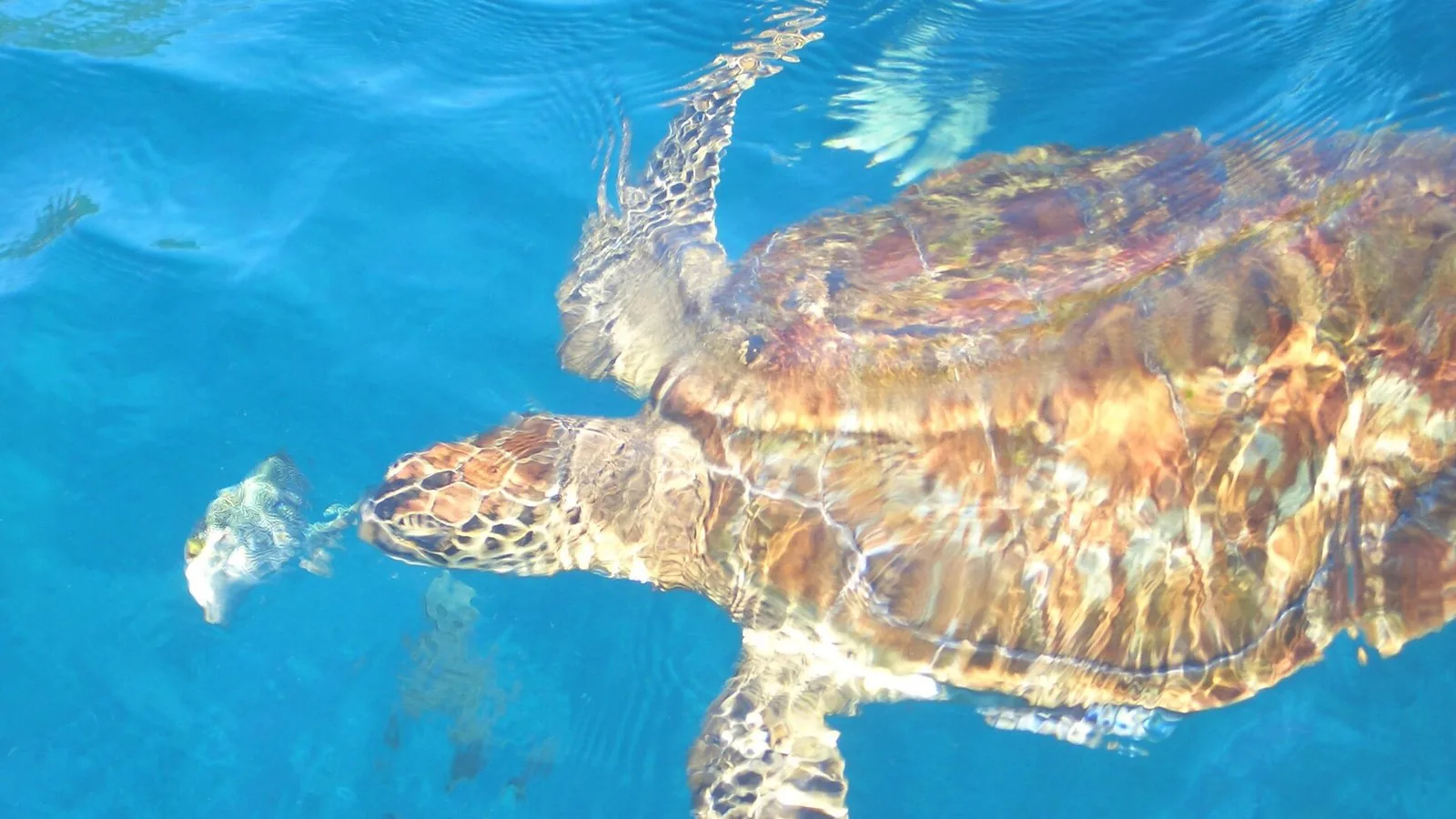 Scuba Diving in Thailand and Southeast Asia: Thailand, Malaysia, Japan, Vietnam and More