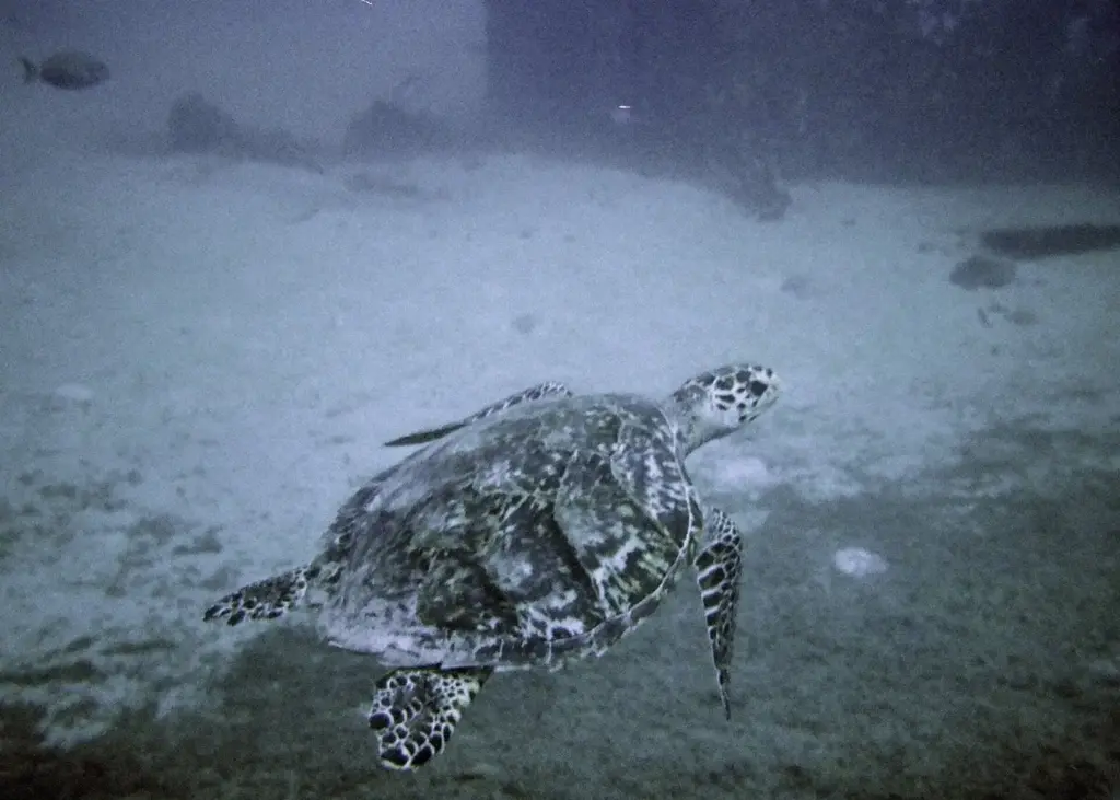 Hawksbill turtle swimming over sand beside the Antilla wreck off Aruba