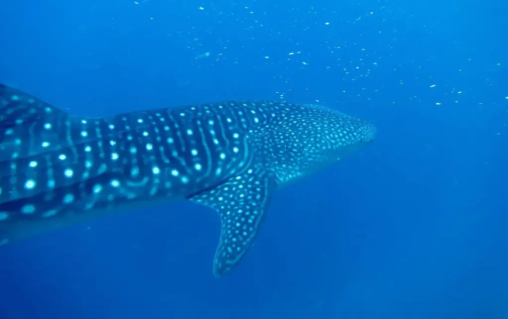 Whale shark swimming in open blue water in the Maldives, its spotted back and dorsal fin in view